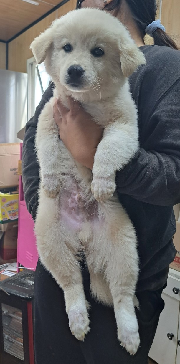 울산유기동물보호센터_431373202300578